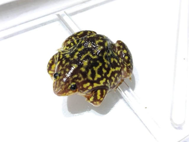 マダラアナホリガエル 