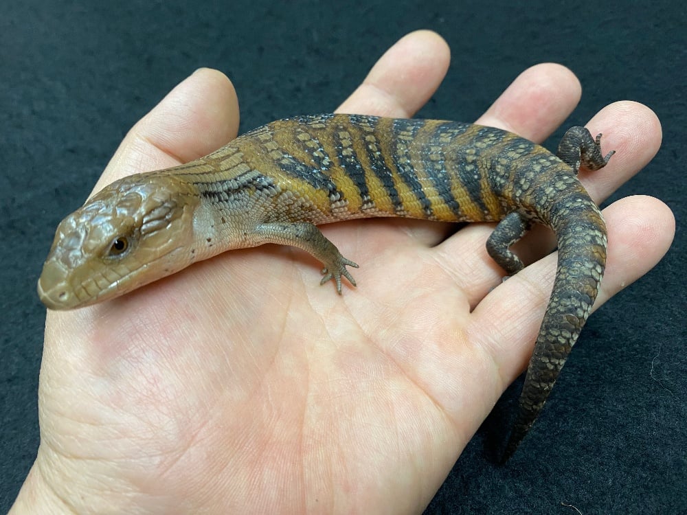 アオジタトカゲ 