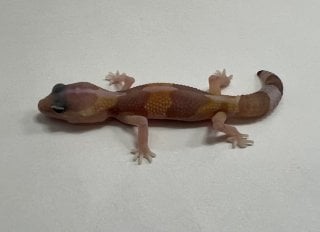 ニシアフリカトカゲモドキ アメル