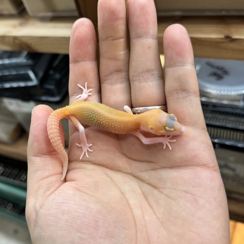 ラプター