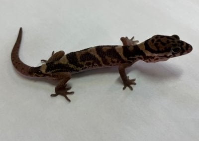 ボウシトカゲモドキ 