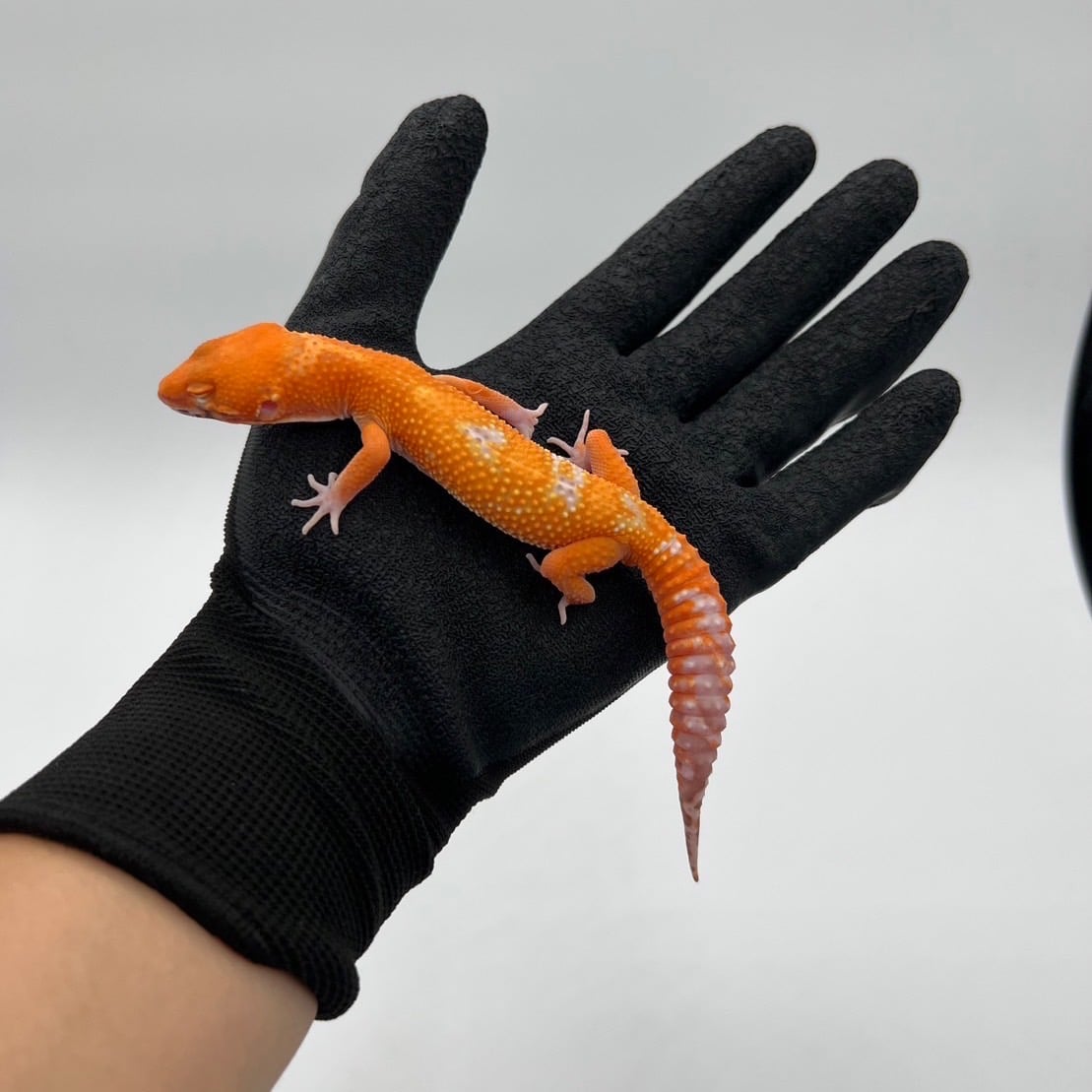 ヒョウモントカゲモドキ レッドデビル