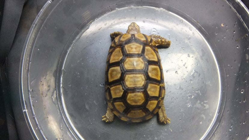 ベルセオレガメ