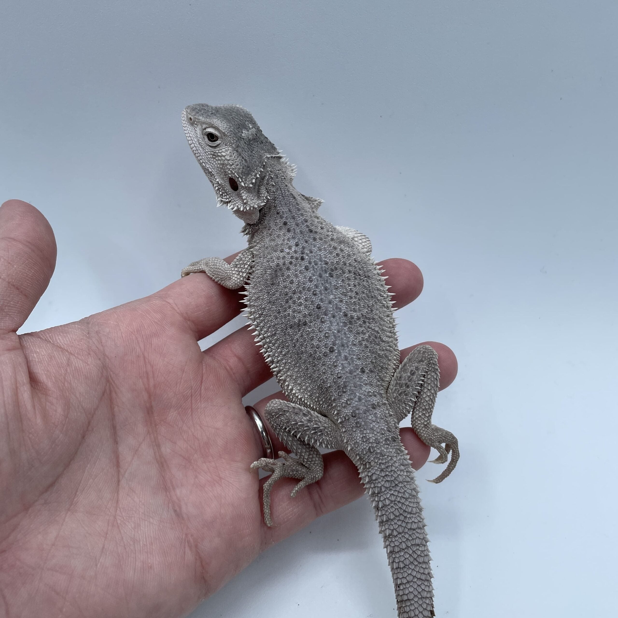 フトアゴヒゲトカゲ ハイポゼロ