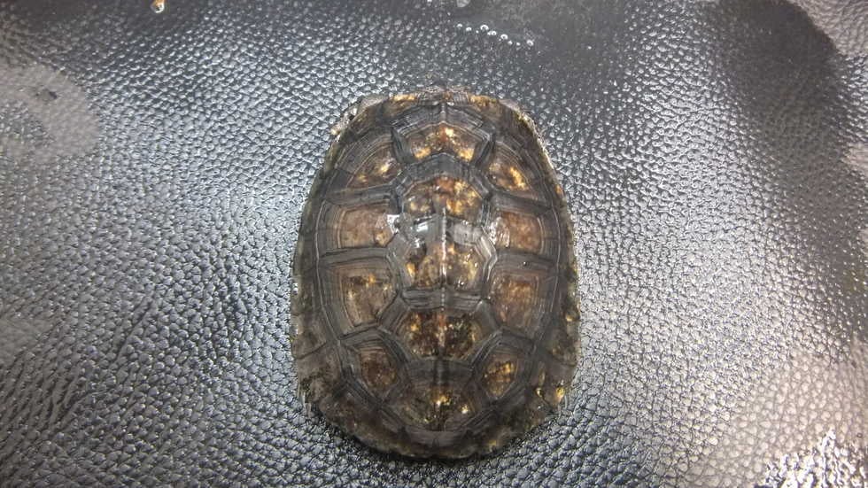 クサガメ 