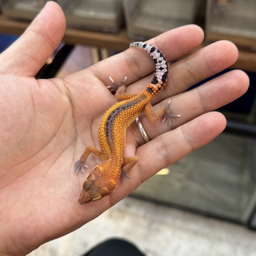 ヒョウモントカゲモドキ タンジェリンリバースストライプ