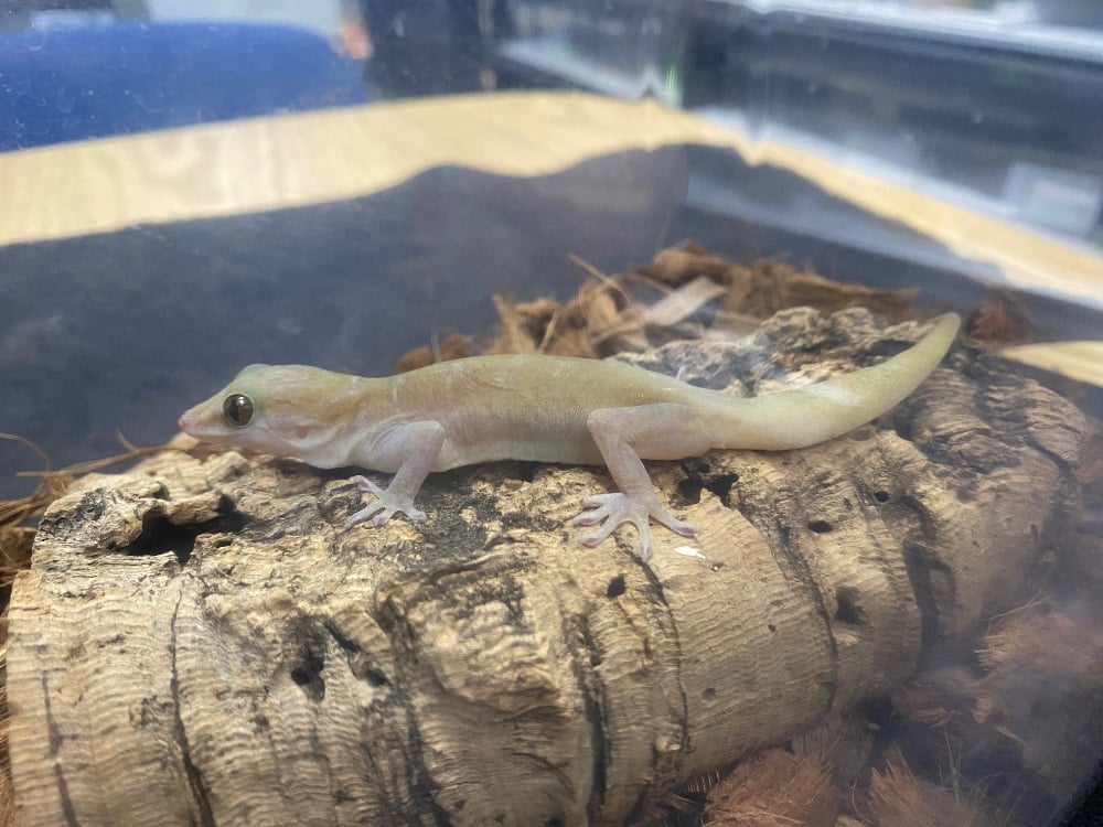 バナナヤモリ 