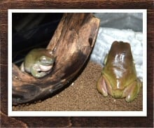 アマガエル 