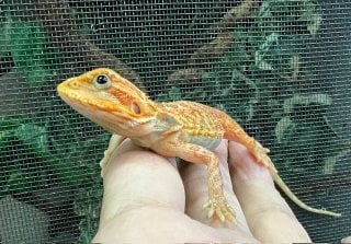 フトアゴヒゲトカゲ オレンジトランスルーセント