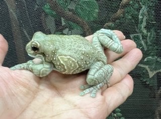 アマガエル 