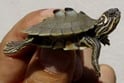 キタクロコブチズガメ 