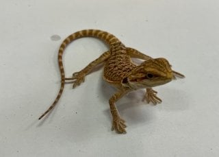 フトアゴヒゲトカゲ ハイポ