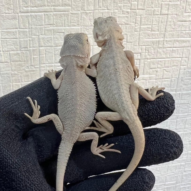 フトアゴヒゲトカゲ ハイポゼロ