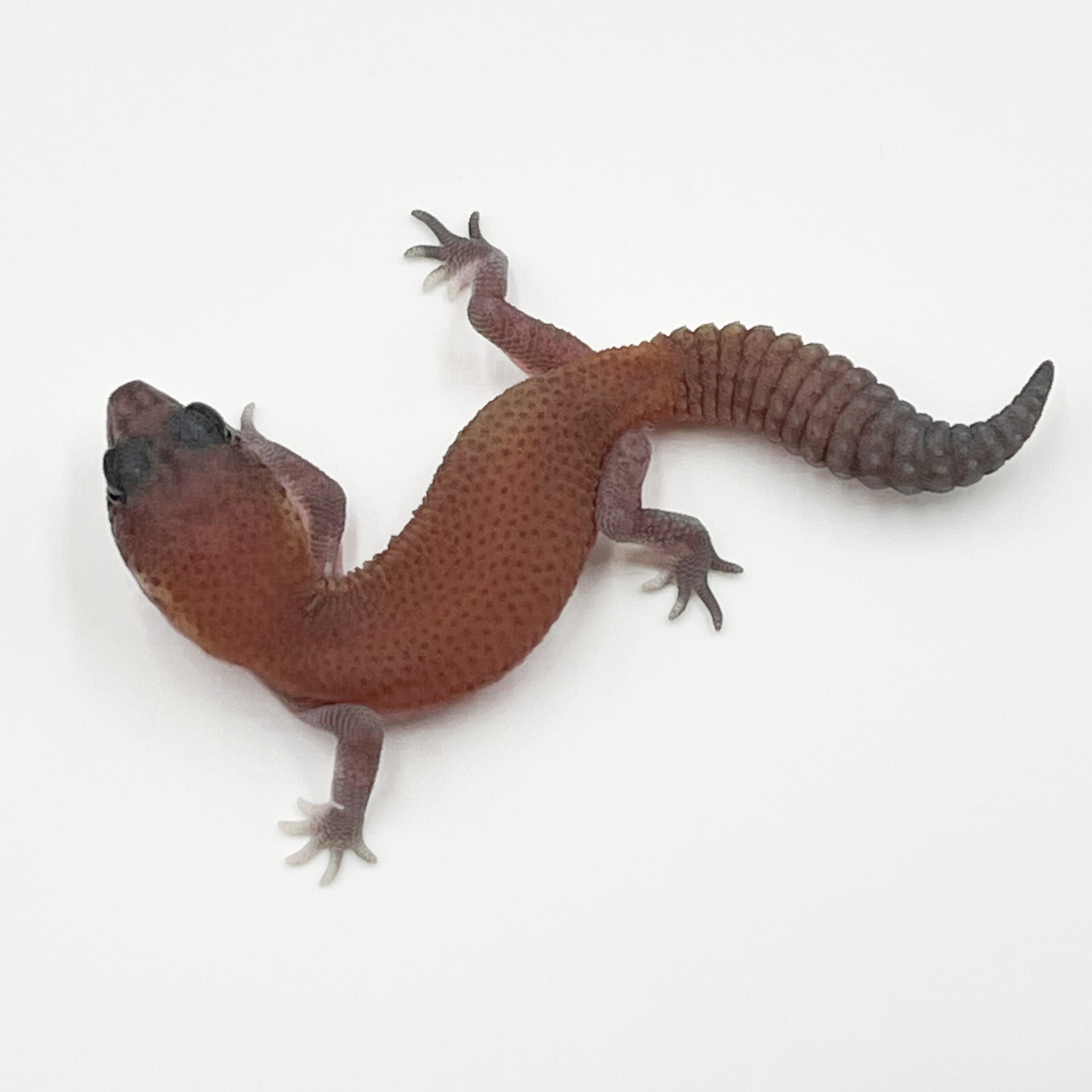 ニシアフリカトカゲモドキ パターンレスhetゴースト