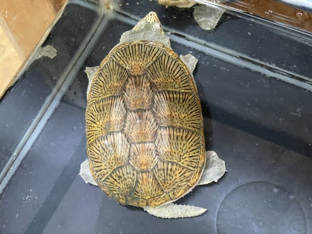 ハラガケガメ イエロー