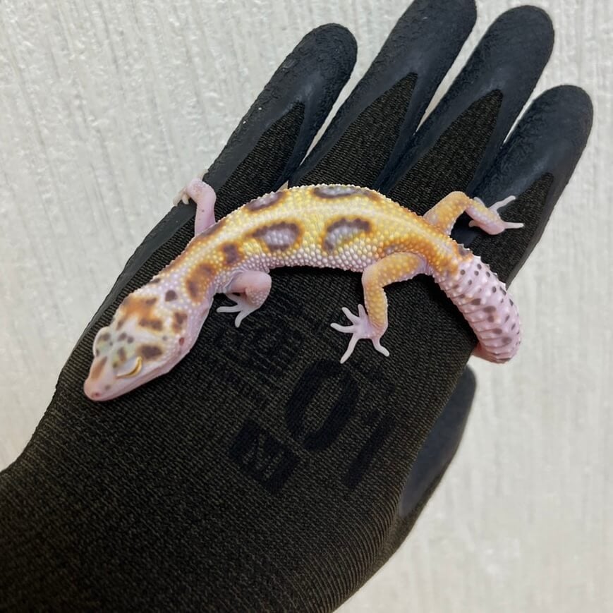 ヒョウモントカゲモドキ ホワイトアンドイエローベル