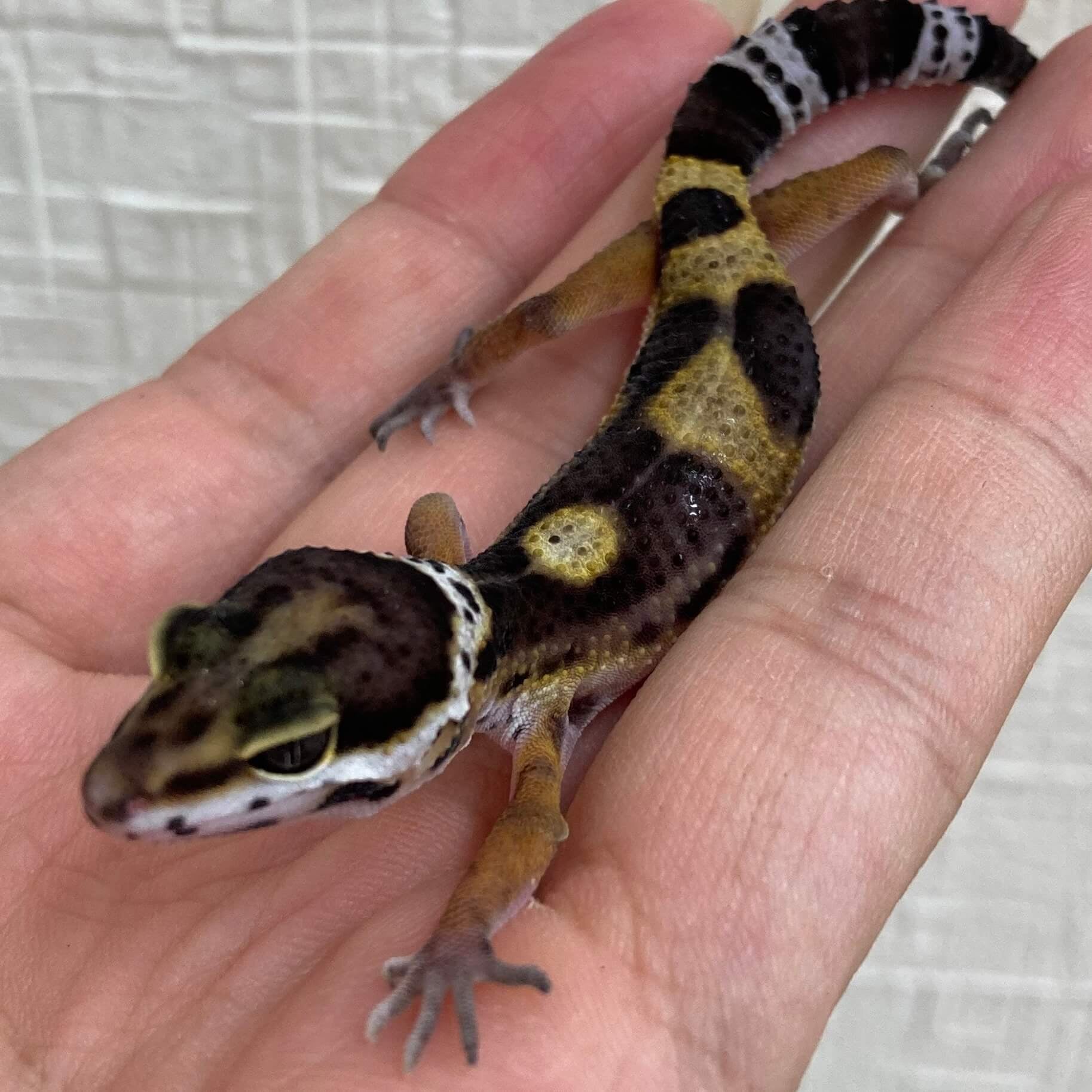 ヒョウモントカゲモドキ ブラックナイト