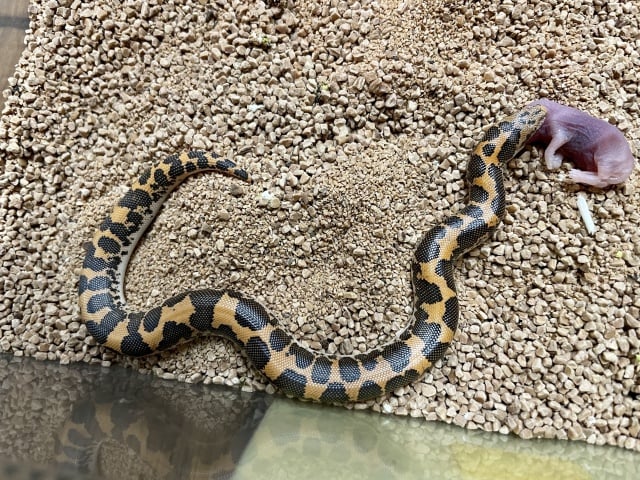 ケニアサンドボア hetアネリ