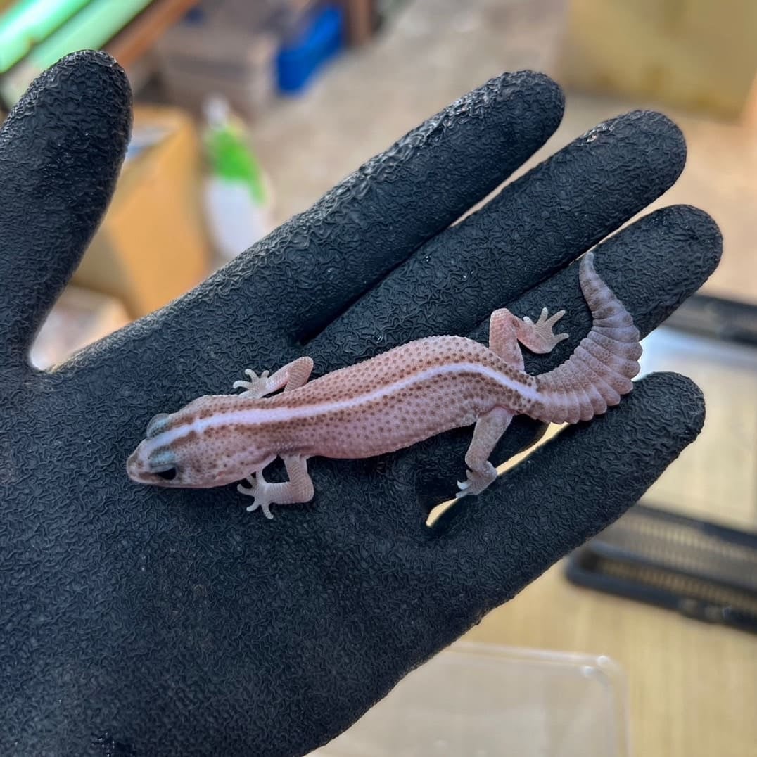 ニシアフリカトカゲモドキ オレオパターンレスhetゴースト
