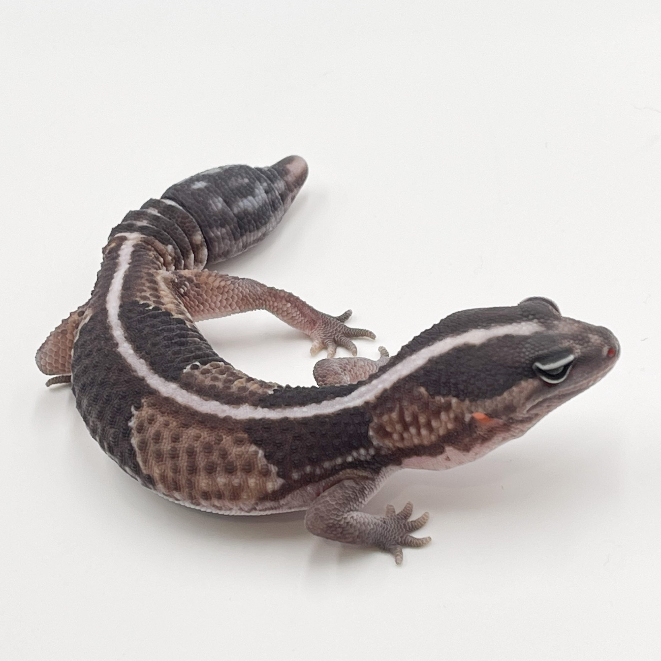 ニシアフリカトカゲモドキ ワイルド（再生尾）
