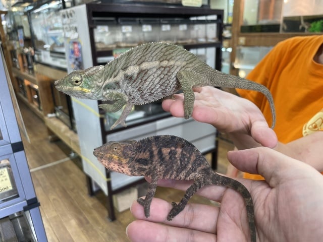 カメレオン アンバト
