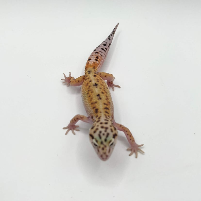 ボールドエメリンhetエクリプス