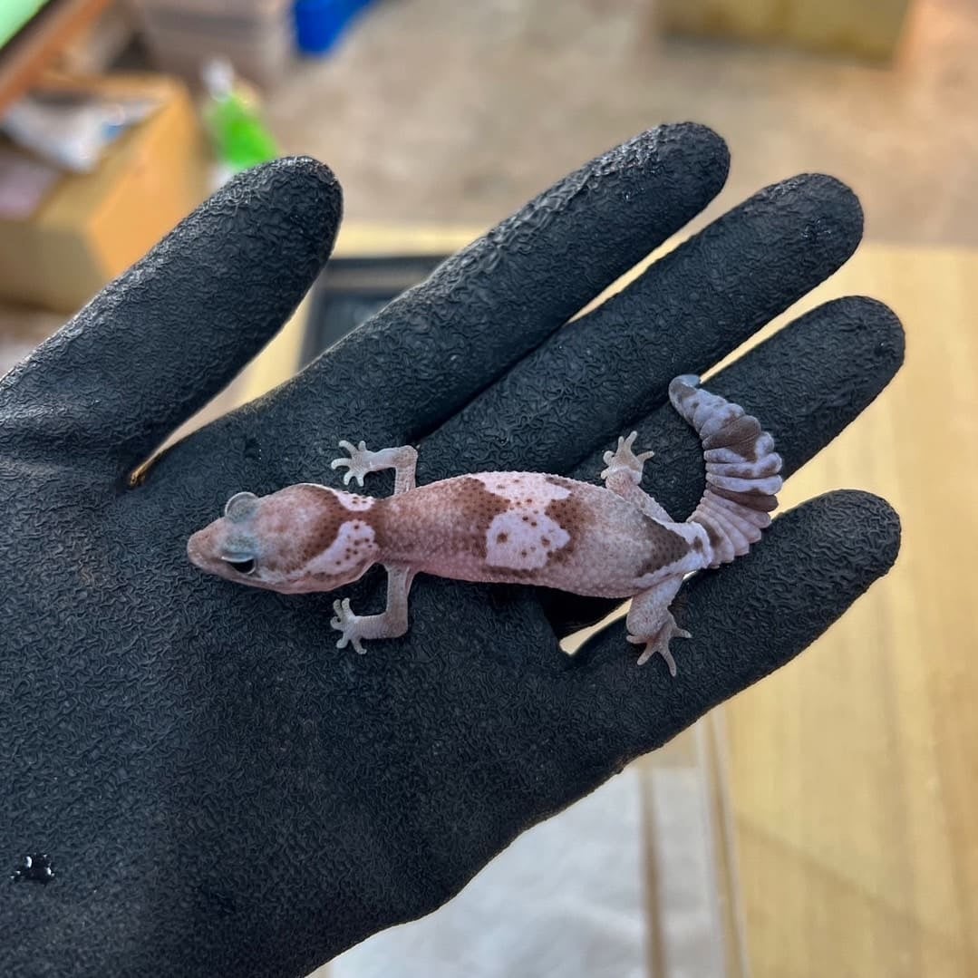 ニシアフリカトカゲモドキ オレオhetゴーストズールー