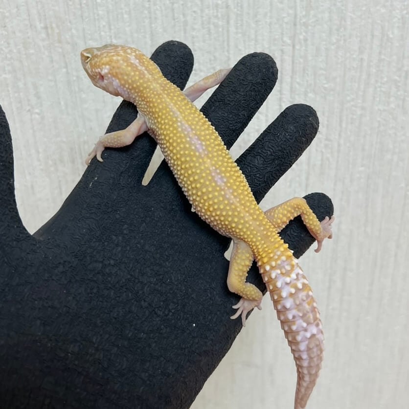 ヒョウモントカゲモドキ スノートレンパー