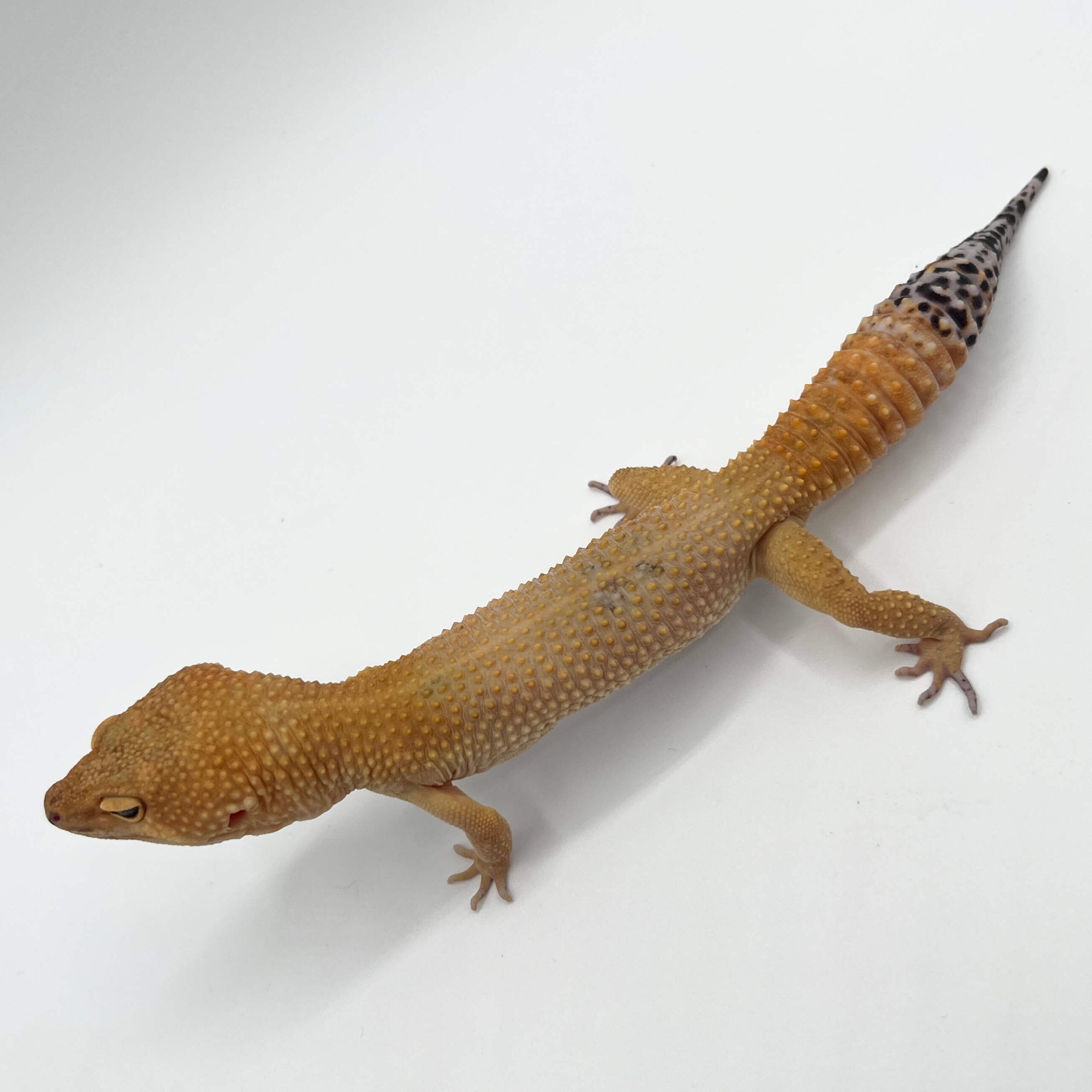 ヒョウモントカゲモドキ グリーンタンジェリン