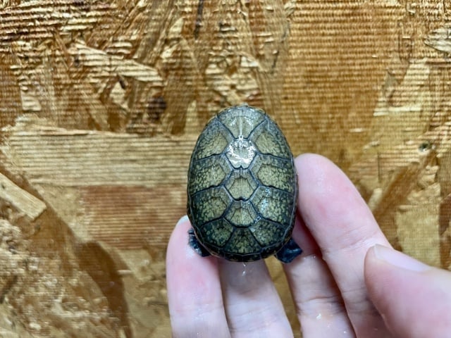 ハラガケガメ 
