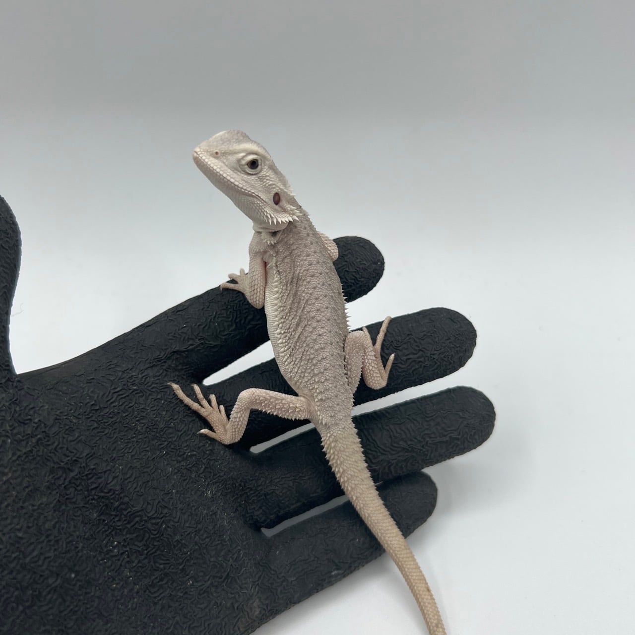 フトアゴヒゲトカゲ ハイポゼロ