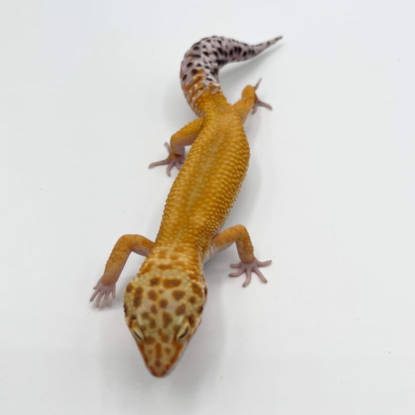 タンジェリン