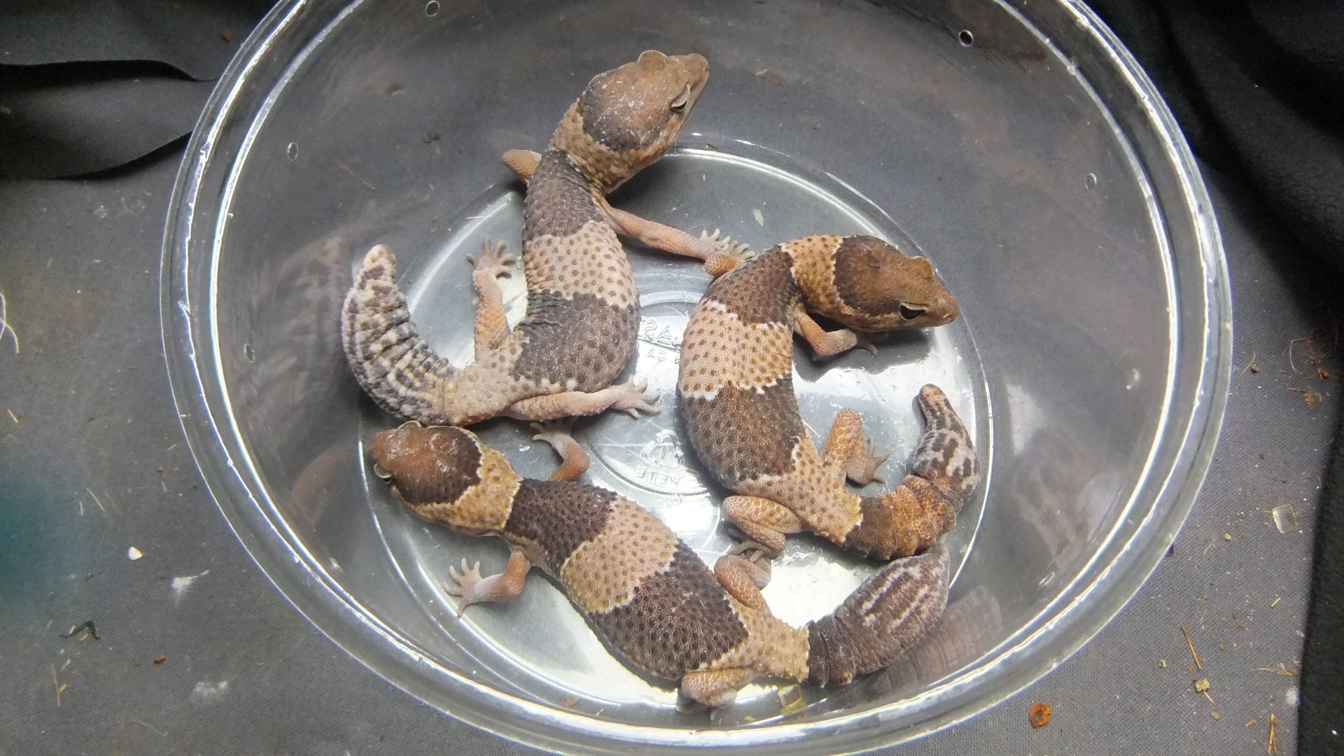 ニシアフリカトカゲモドキ 