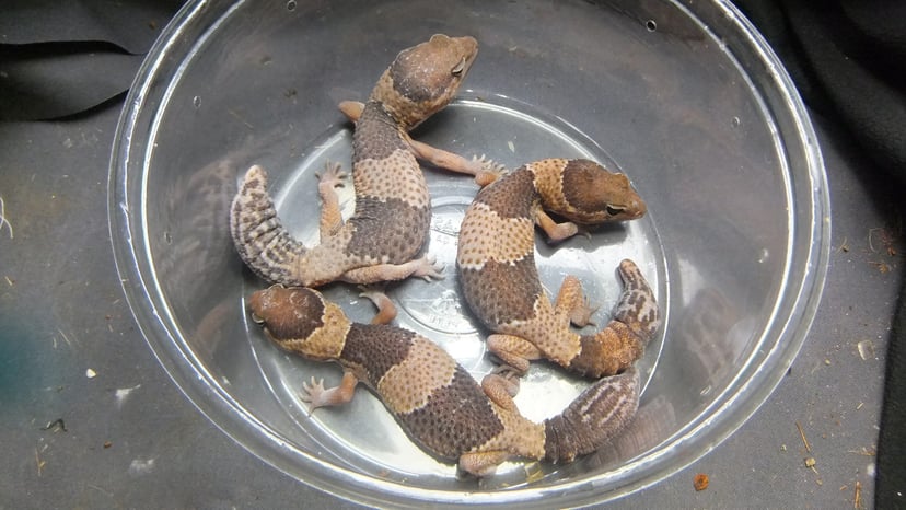 ニシアフリカトカゲモドキ