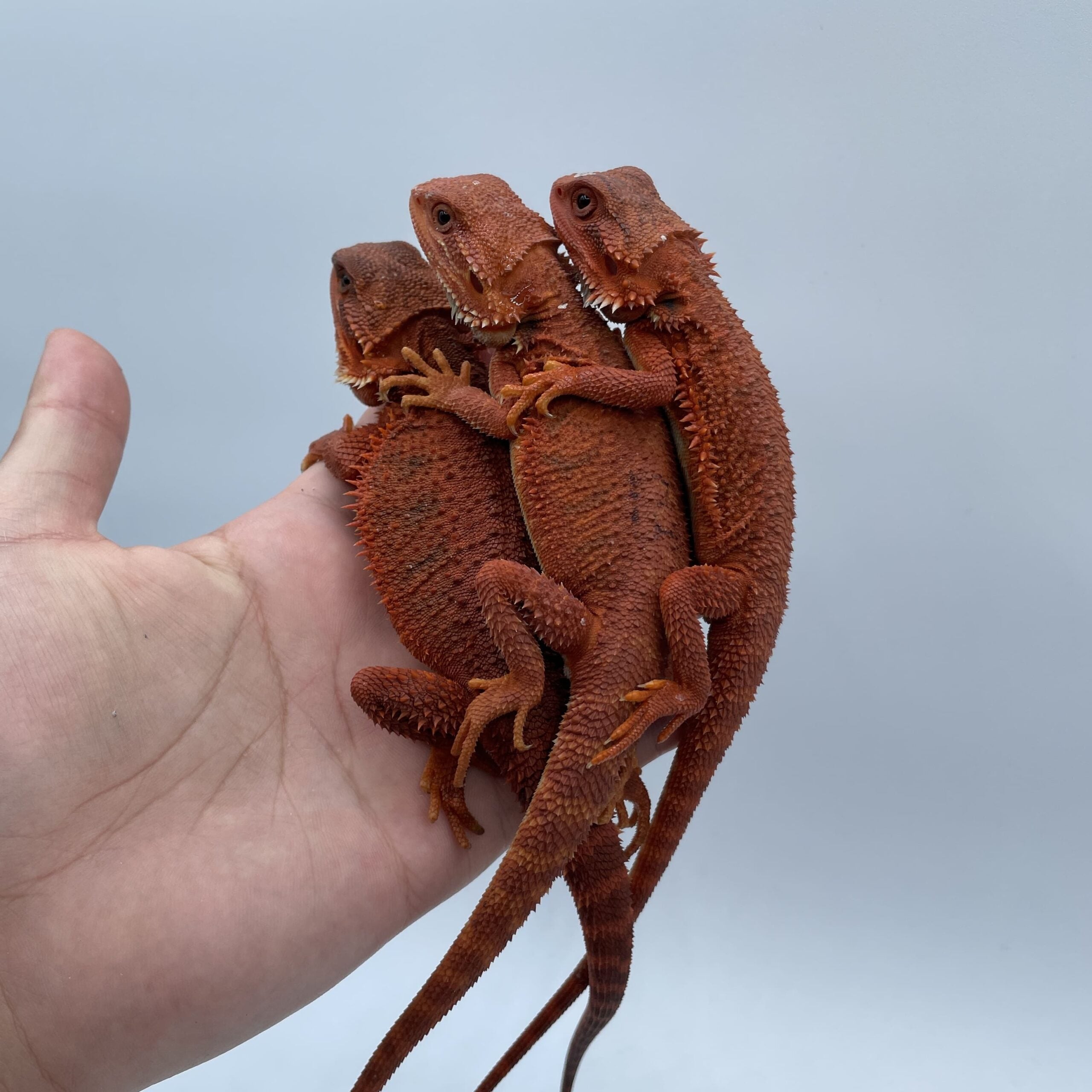 フトアゴヒゲトカゲ ダークレッド