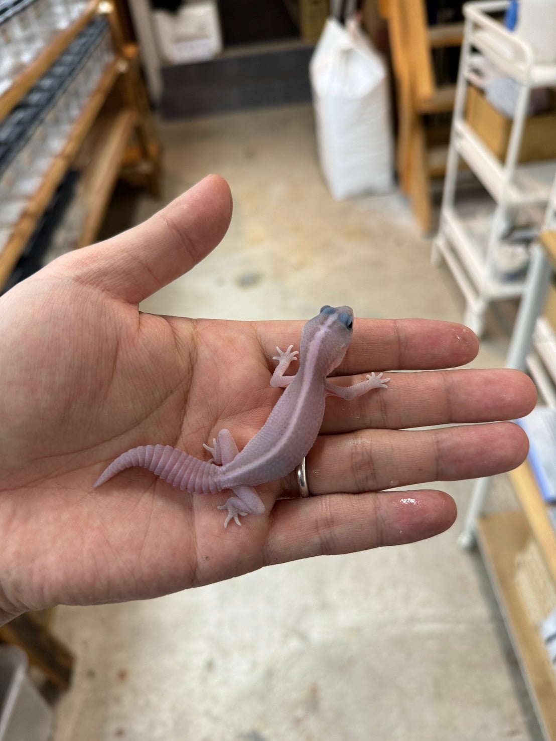 ニシアフリカトカゲモドキ パープルヘイズ