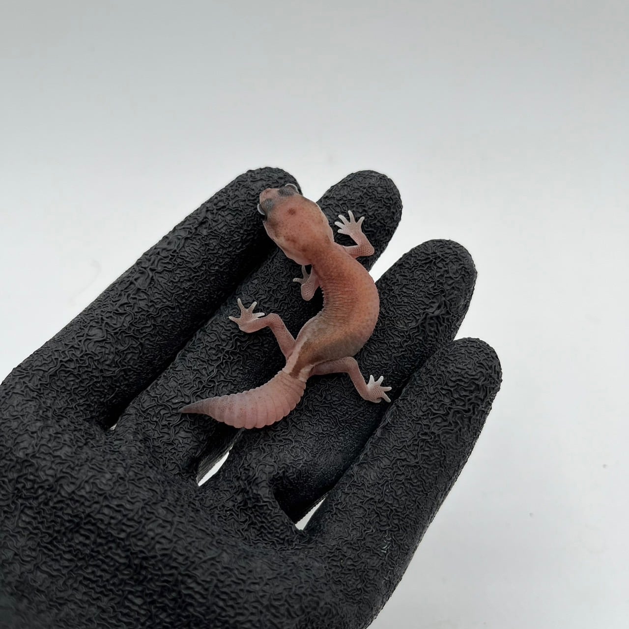 ニシアフリカトカゲモドキ パターンレスhetオレオ
