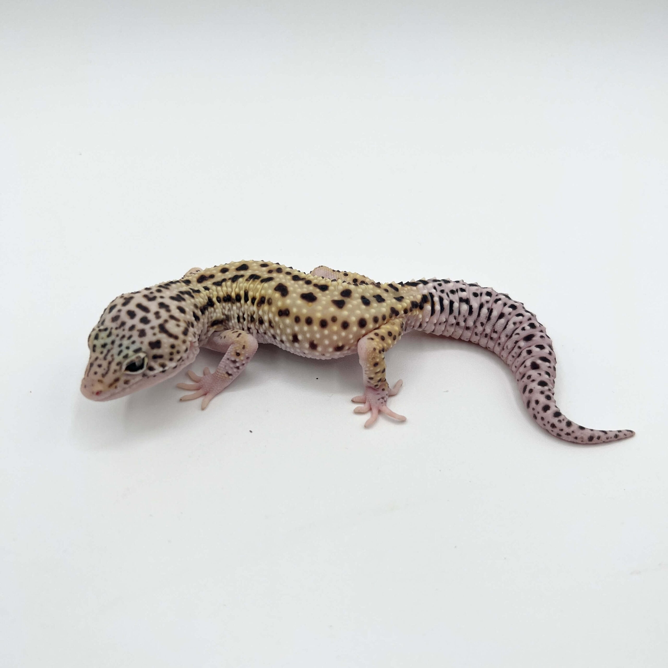 ヒョウモントカゲモドキ スノーhetエクリプス