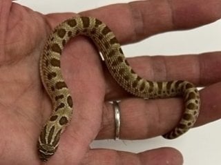 セイブシシバナヘビ レッドコンダ66％hetアルビノ