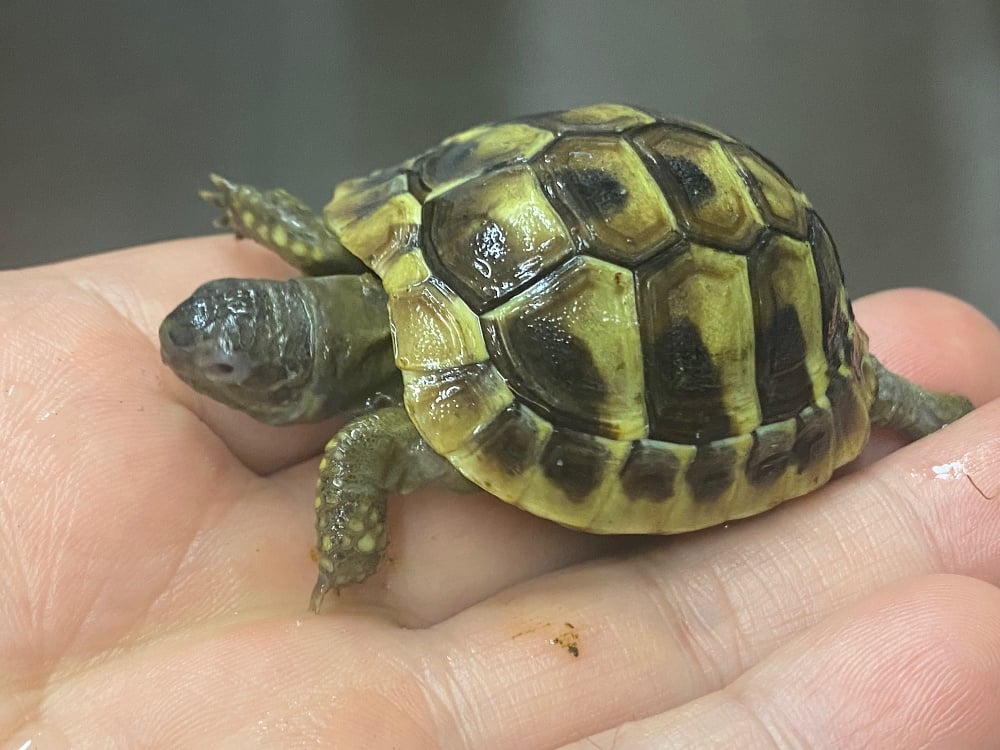 ヘルマンリクガメ 