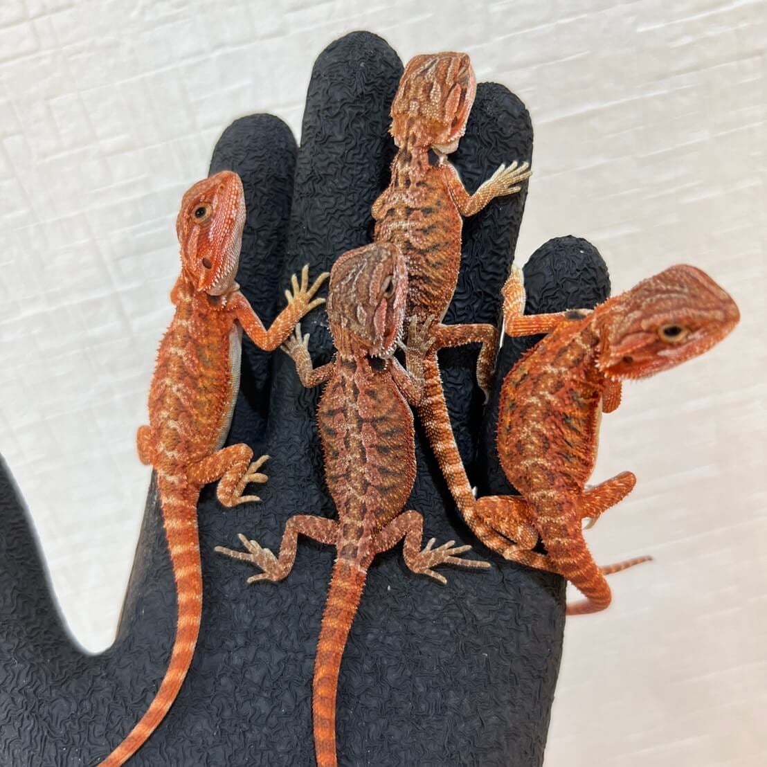 フトアゴヒゲトカゲ ダークレッドクロス