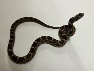 ブラックラットスネーク 