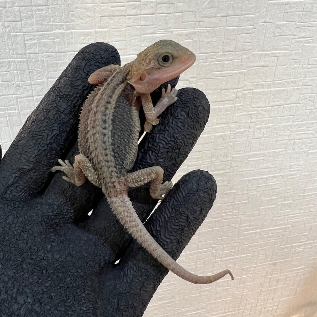 フトアゴヒゲトカゲ サンダーボルト
