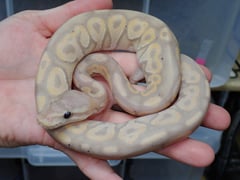 ボールパイソン バナナシナモン