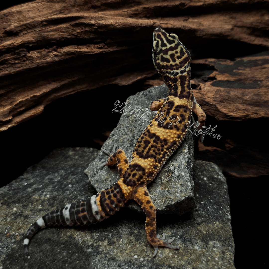 ヒョウモントカゲモドキ ブラックナイトクロス
