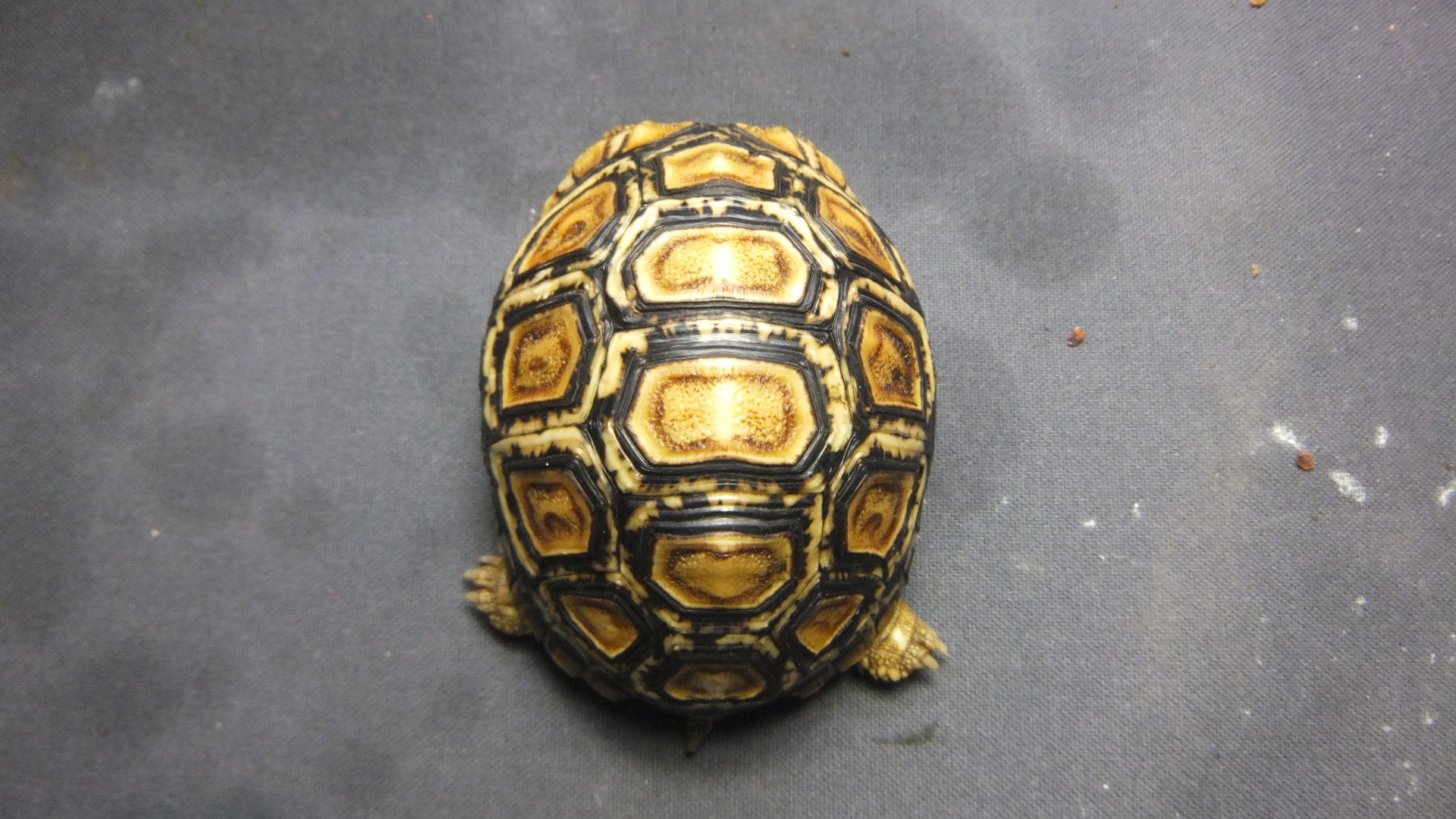 ヒョウモンリクガメ ホワイトタイプ
