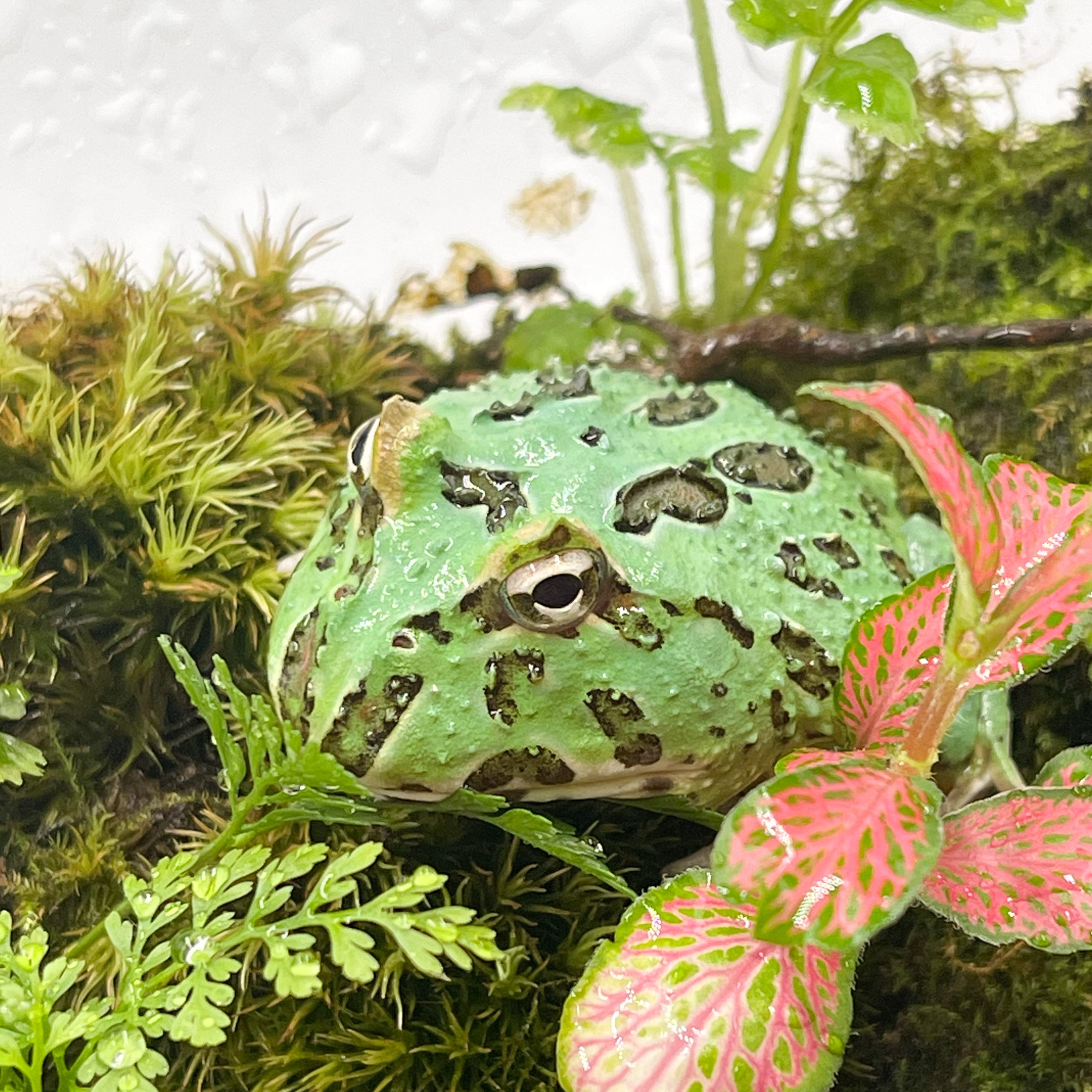 ツノガエル 