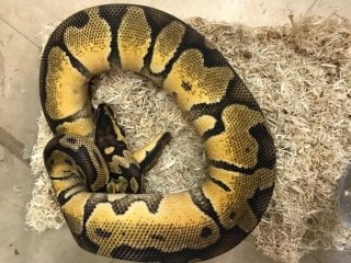 ボールパイソン パステルエンチ