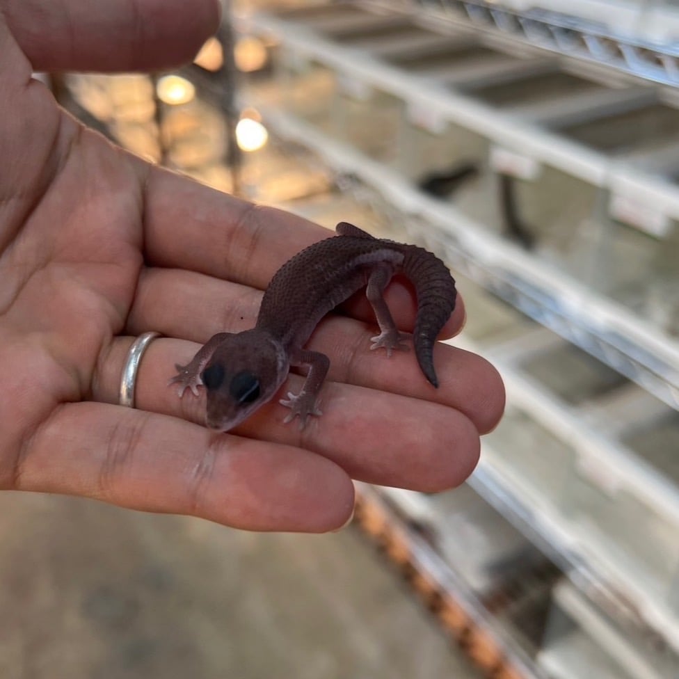 ニシアフリカトカゲモドキ オレオパターンレス