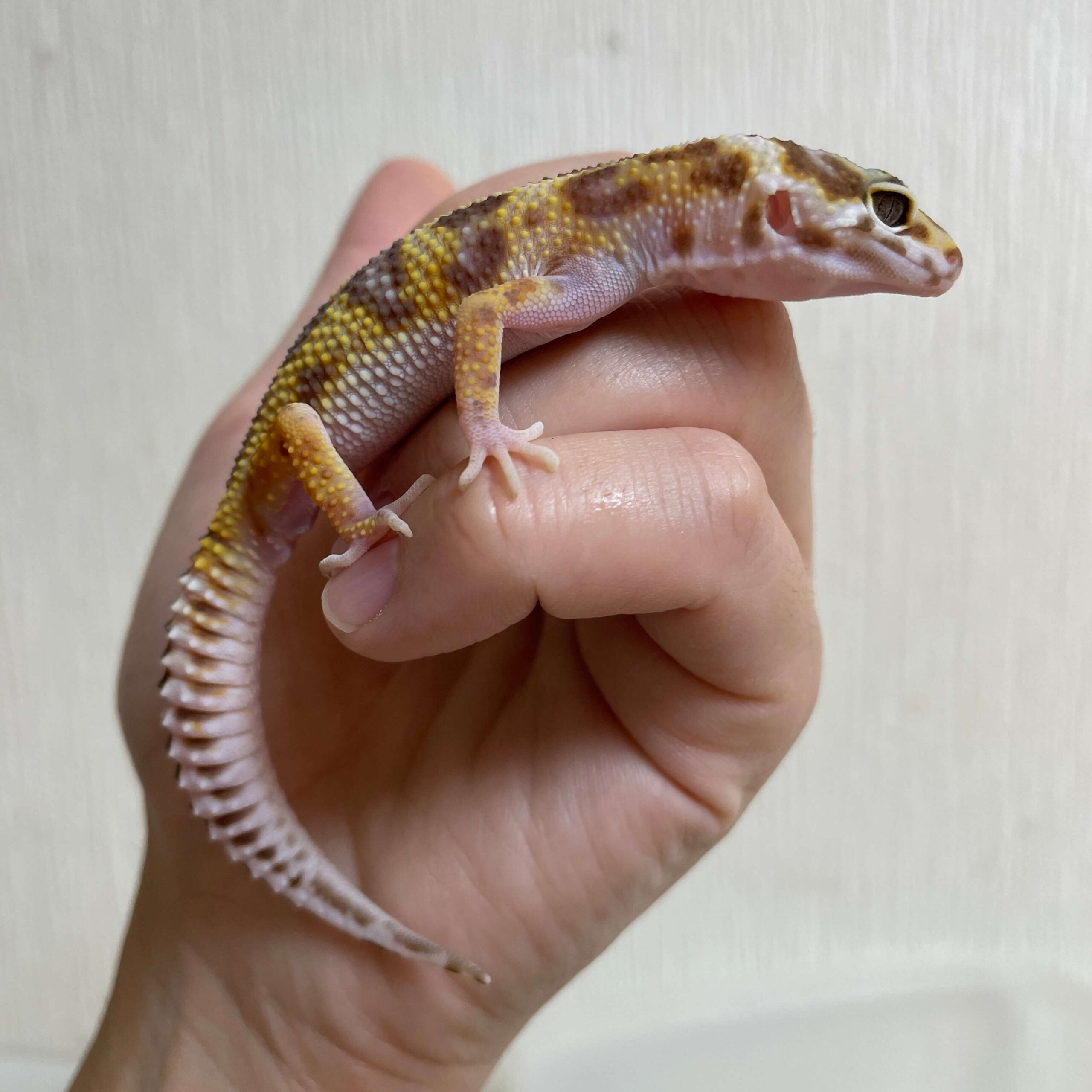 ヒョウモントカゲモドキ スノータンジェリン